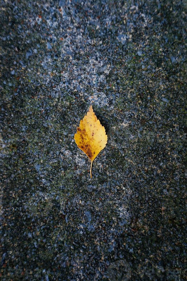 foglia di albero giallo nella stagione autunnale foto