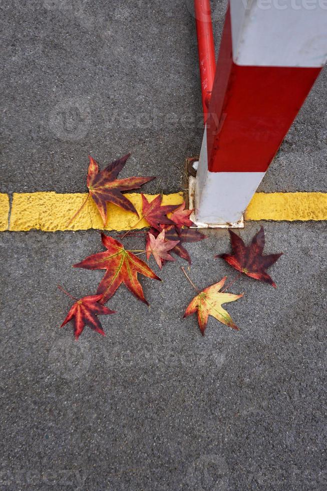 foglia d'acero rosso nella stagione autunnale foto