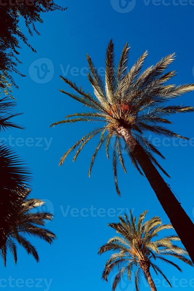 albero di palma e cielo blu foto