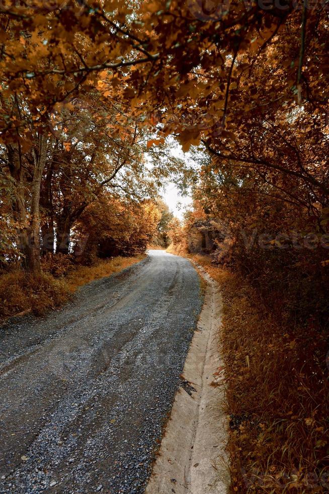 strada con alberi marroni in montagna nella stagione autunnale foto