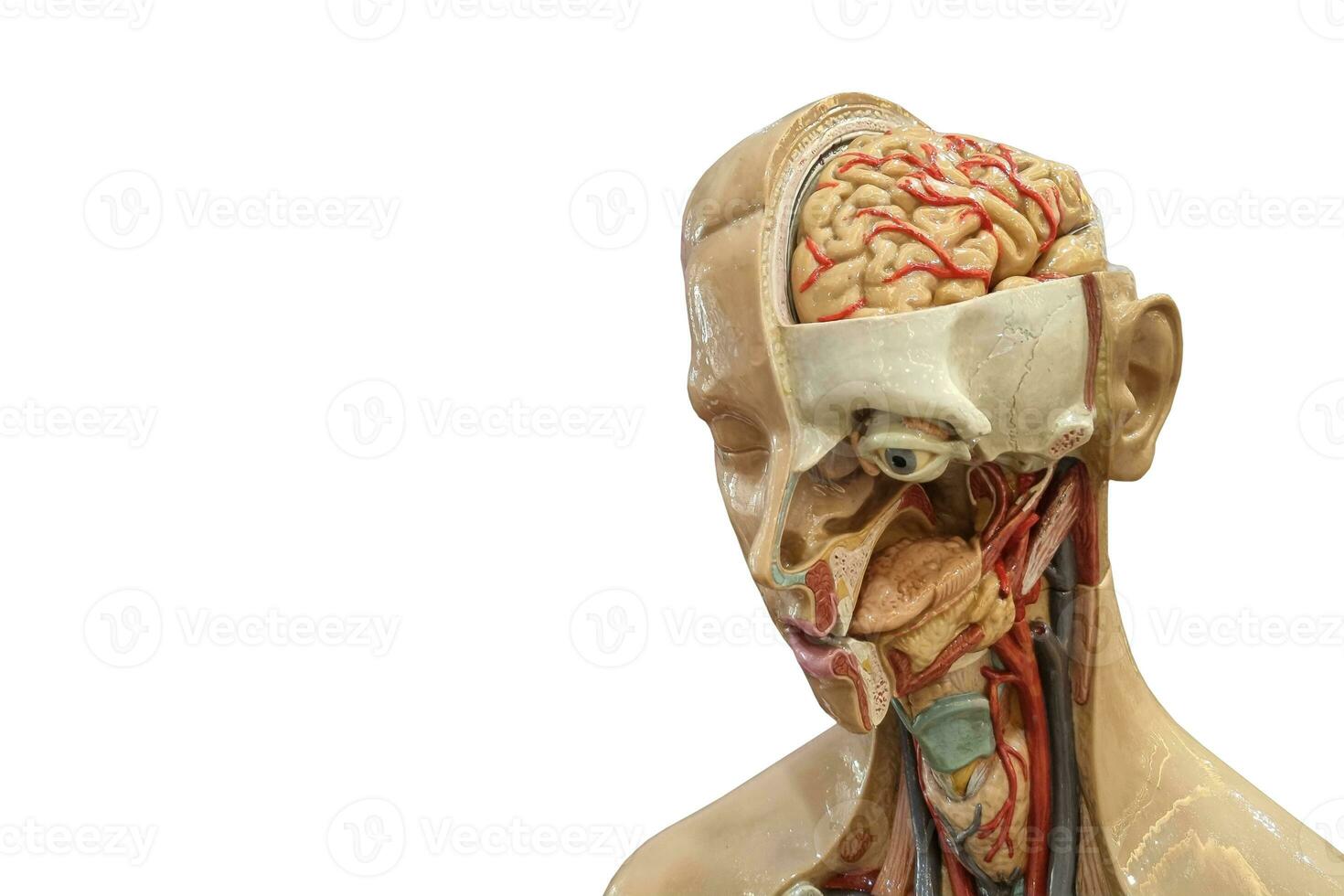 un' umano organo modello per medico scopi foto