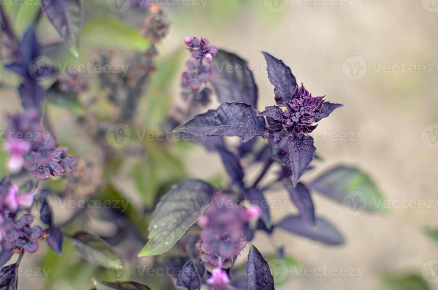 ypung foglie di basilico viola e fiori in primavera foto