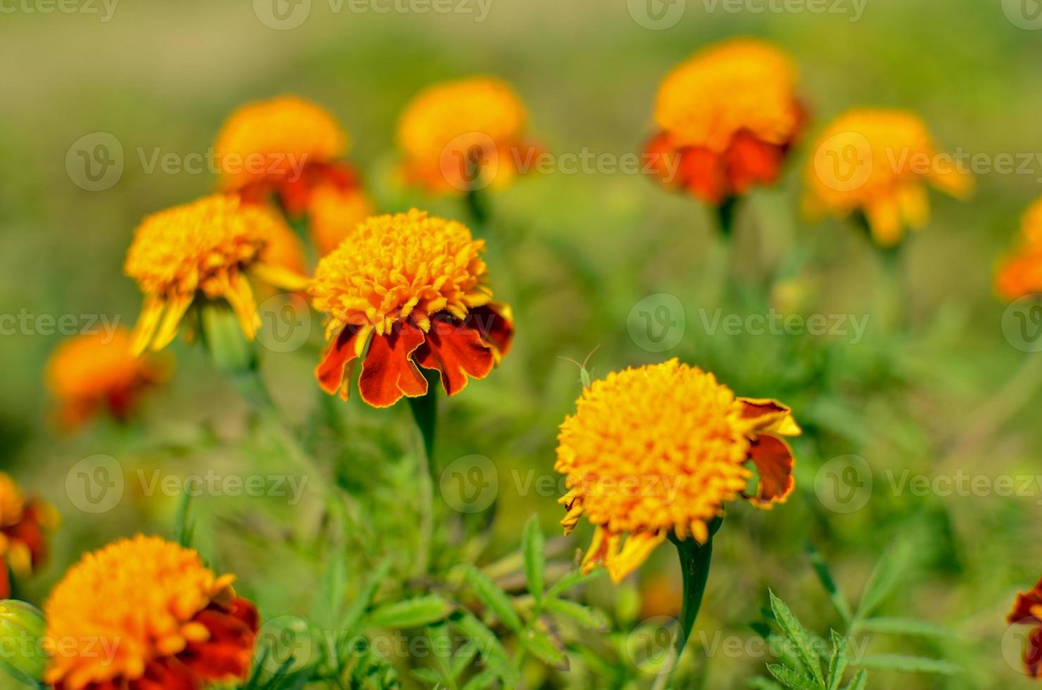 Close up di bellissimi fiori di calendula tagetes erecta azteco messicano o africano calendula nel giardino macro di calendula nel letto di fiori giornata di sole foto