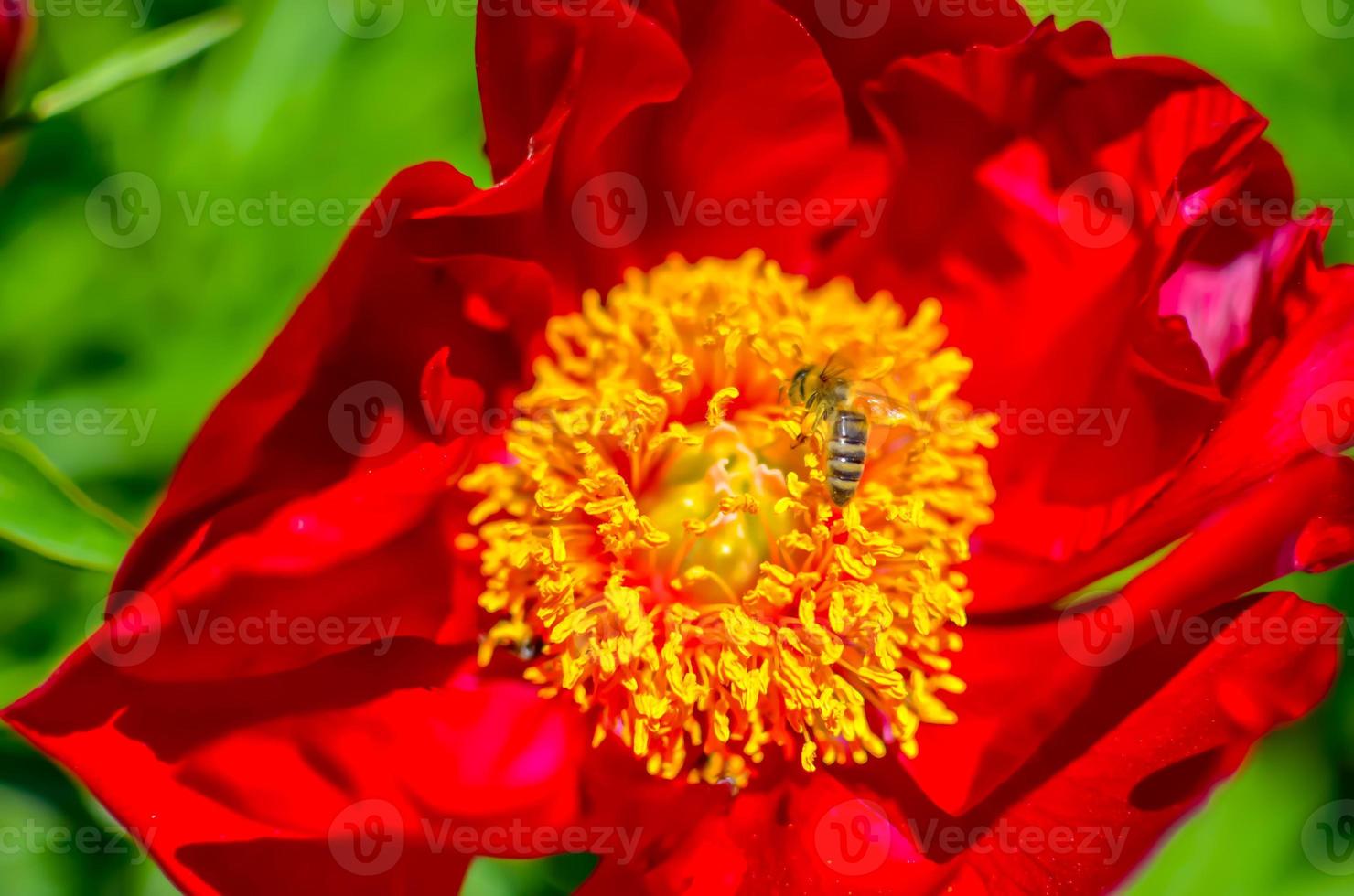 albero peonia che sboccia nel giardino alla macro di primavera foto