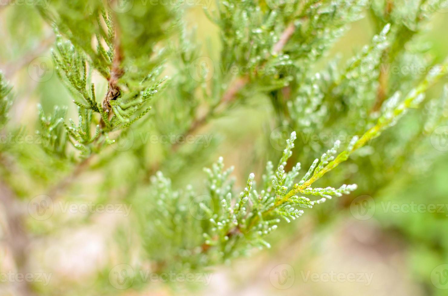 ginepro ramo di un albero trama sfondo verde ago sfocato primo piano foto