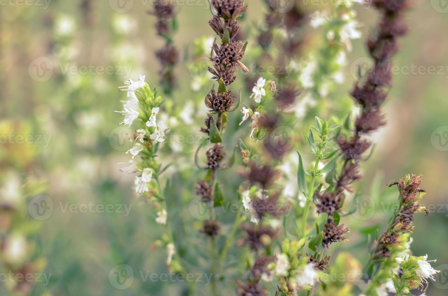 Thymus serpyllum fiorisce nel primo piano del giardino foto