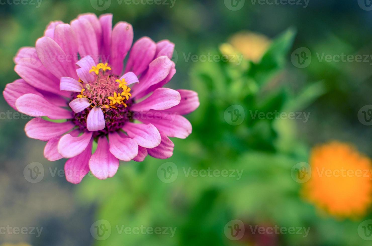 fiore di zinnia nel giardino elegante bocciolo rosa di bella zinnia foto