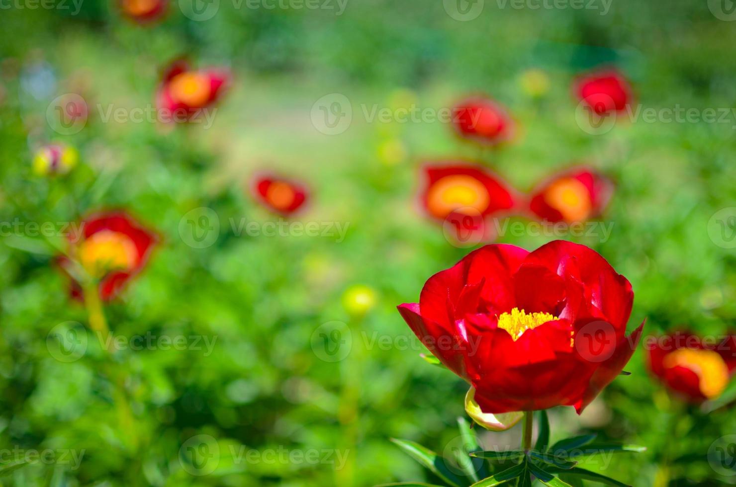 albero peonia in fiore nel giardino in primavera foto