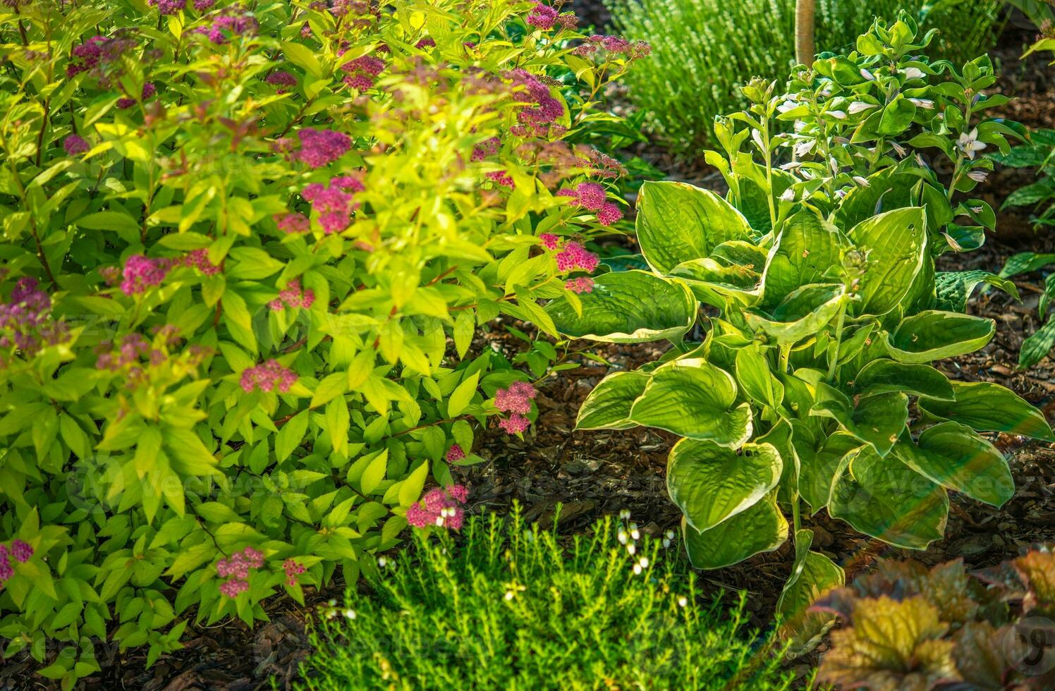 giardino impianti avvicinamento foto