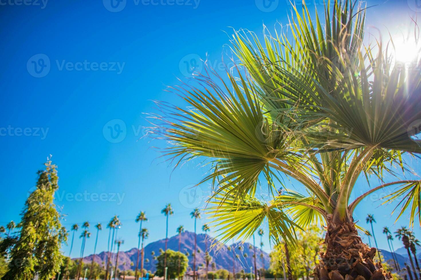 coachella valle vegetazione foto