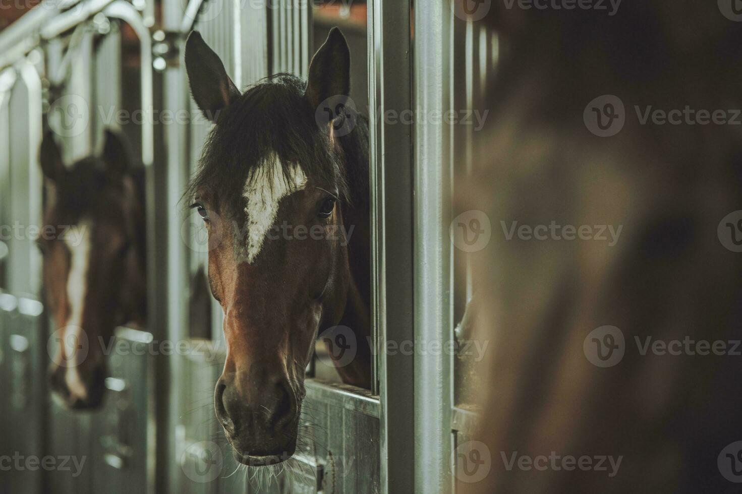 cavalli nel il stabile scatole foto