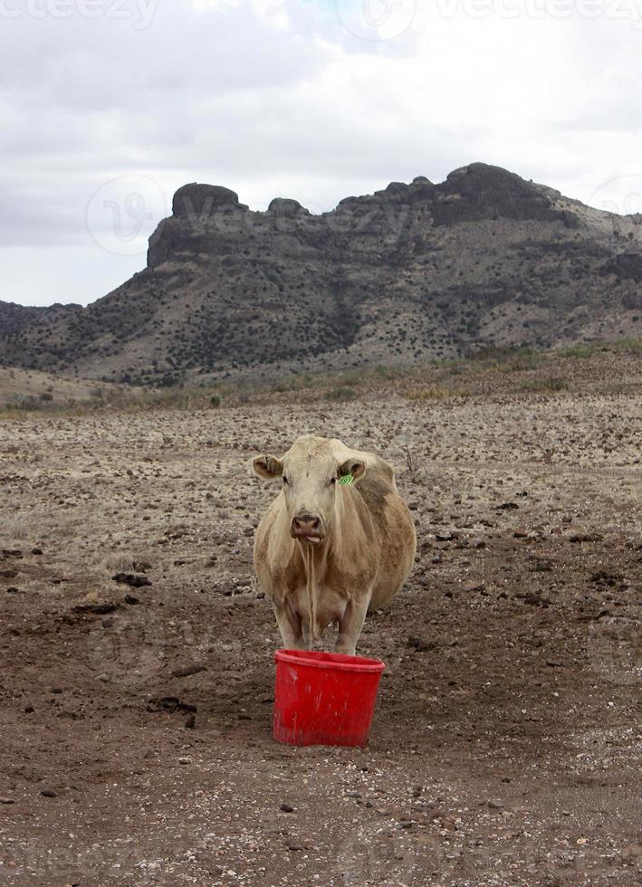 la mucca marrone contempla la siccità mentre beve da un secchio rosso in un ranch nel deserto foto