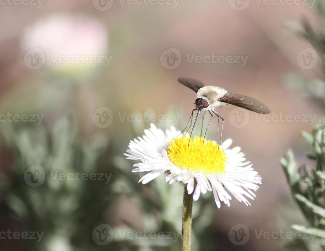 mosca ape sfocata che raccoglie polline con la sua proboscide da un astro bianco e giallo foto