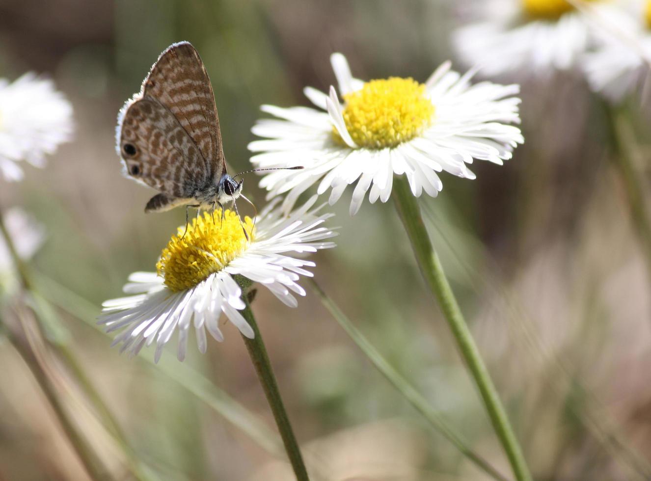 primo piano della farfalla blu marino con proboscide esposta sul fiore bianco e giallo foto