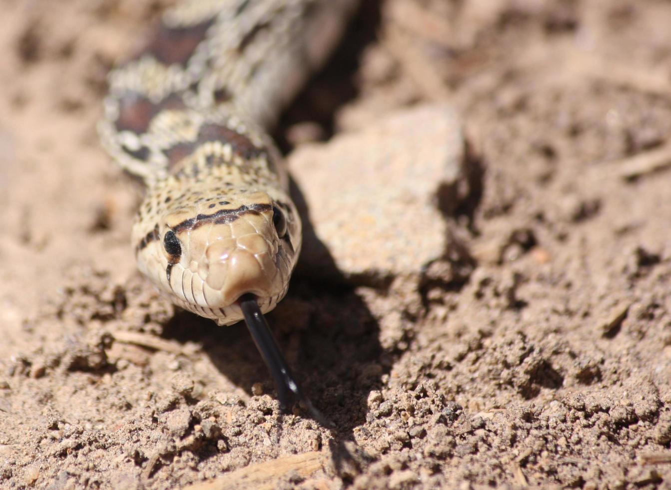 abbastanza vicino da baciare un serpente gopher con la lingua fuori foto