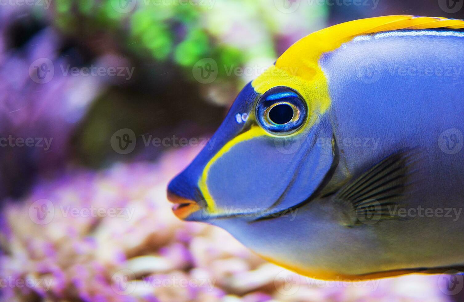 vicino su di pesce testa subacqueo vicino corallo scogliera. foto