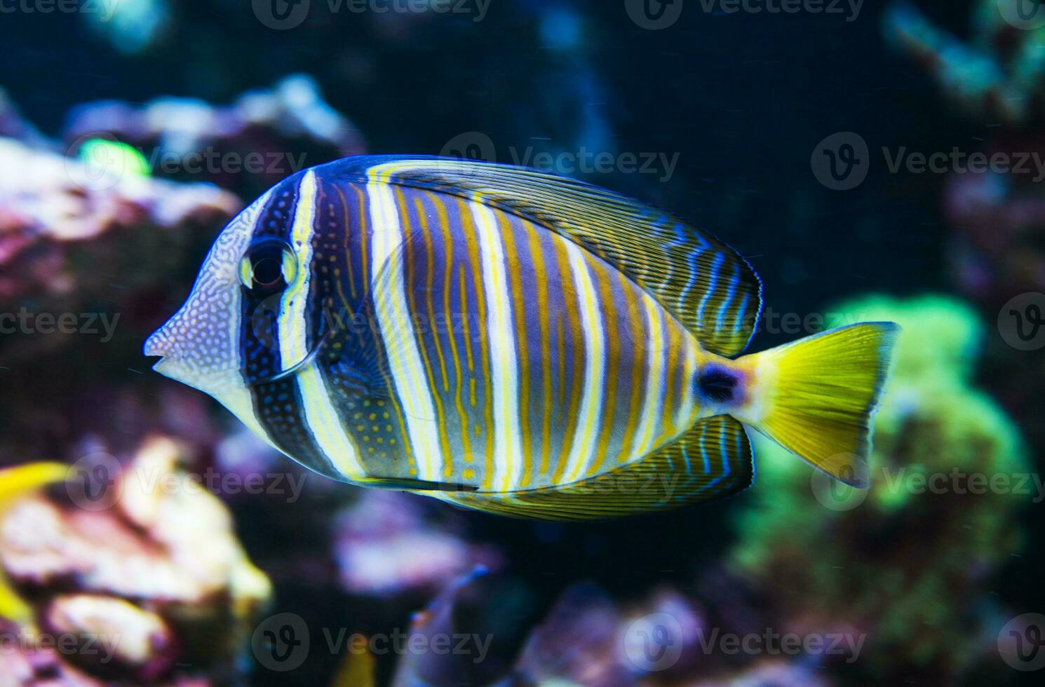 tropicale giallo e blu a strisce pesce nuoto nel corallo scogliera. foto