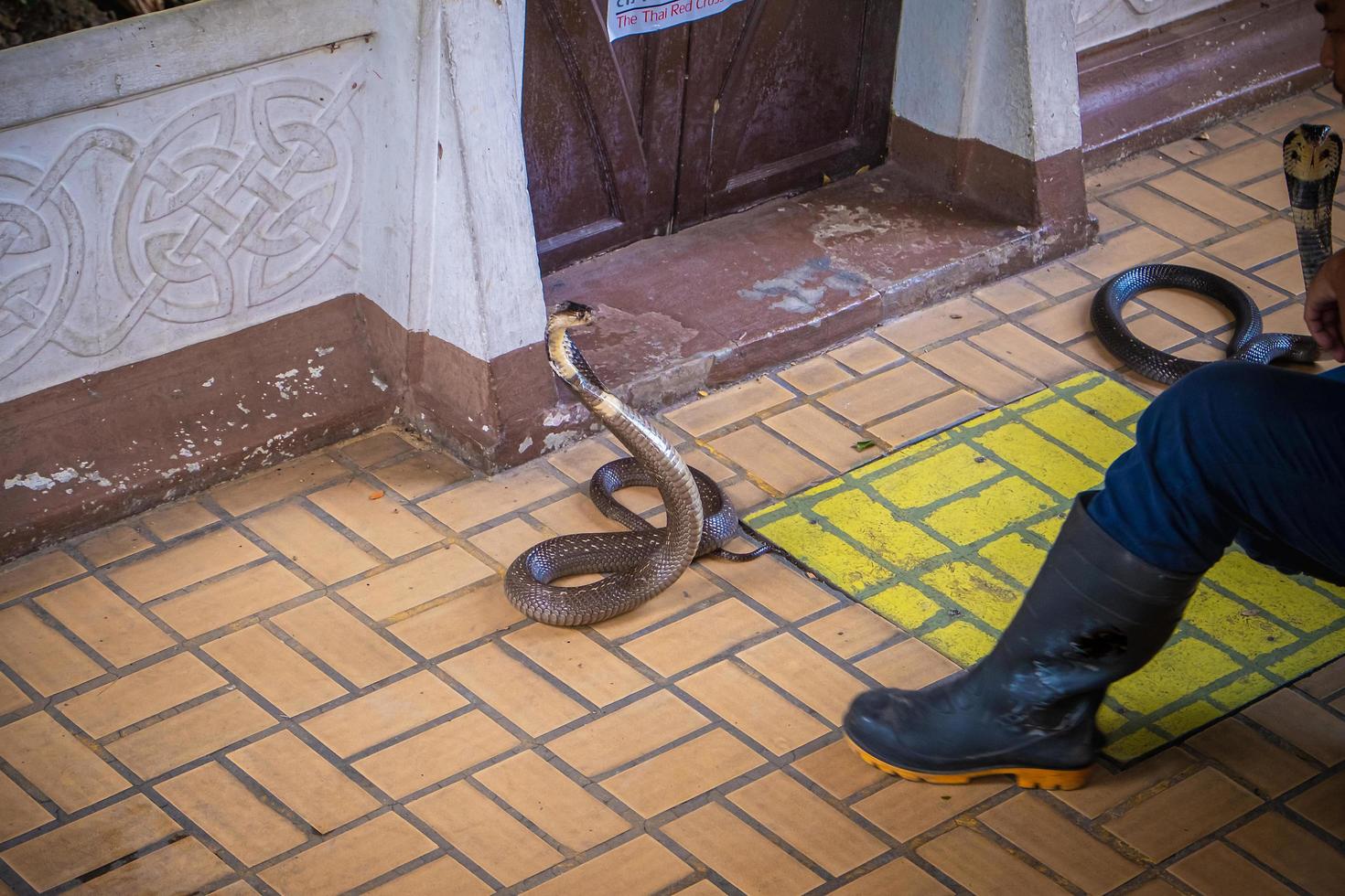 Manifestazione di manipolazione del serpente che combatte con due cobra, Bangkok, Tailandia foto