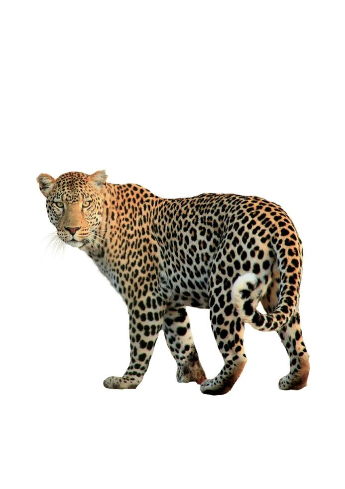 leopardo con bianca sfondo foto