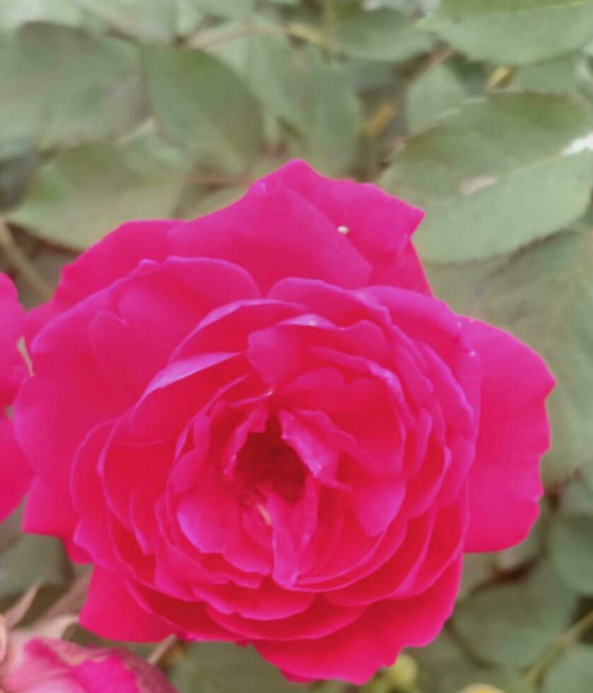 rosso rosa sfondo foto