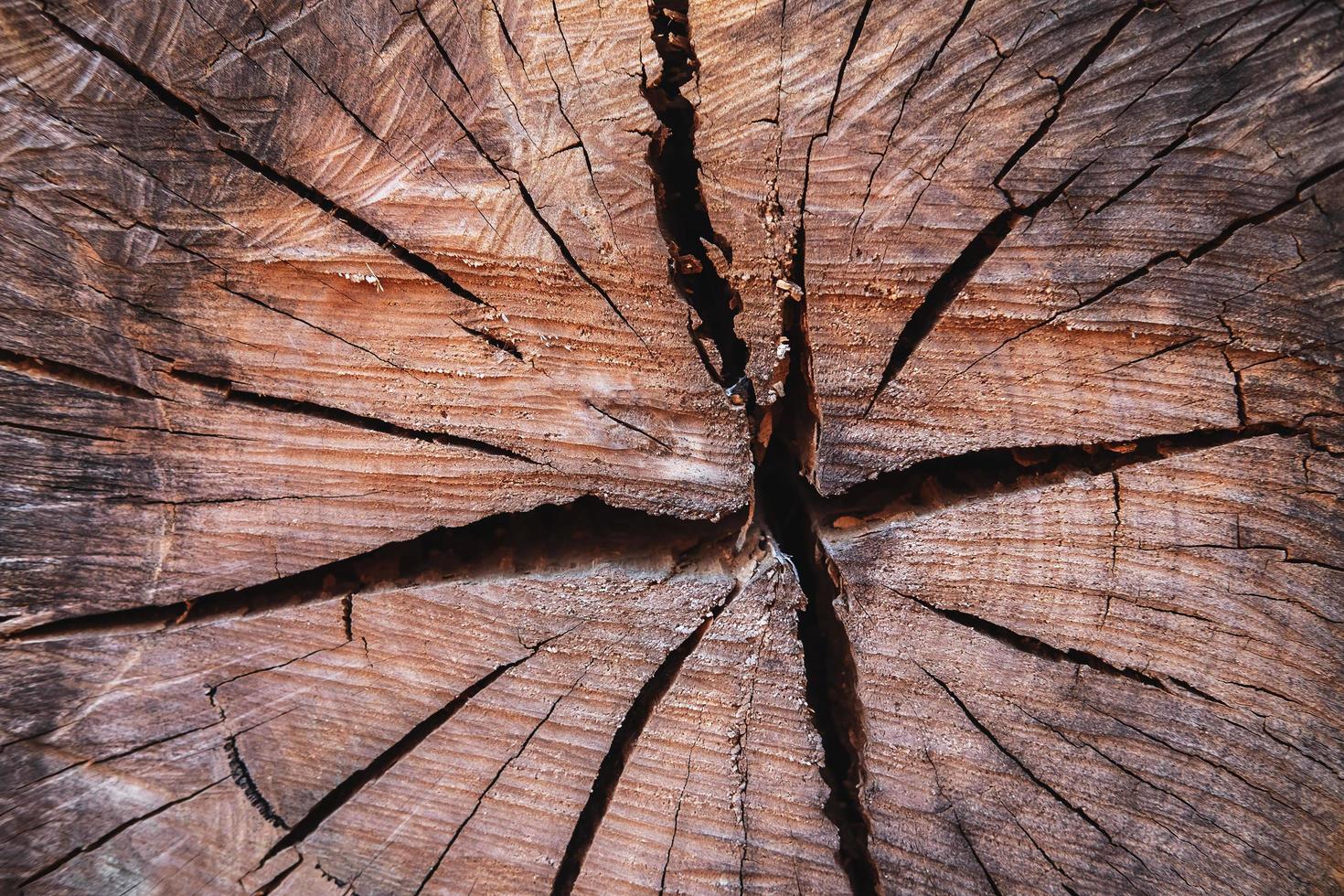 la trama di sfondo dell'albero tagliato foto