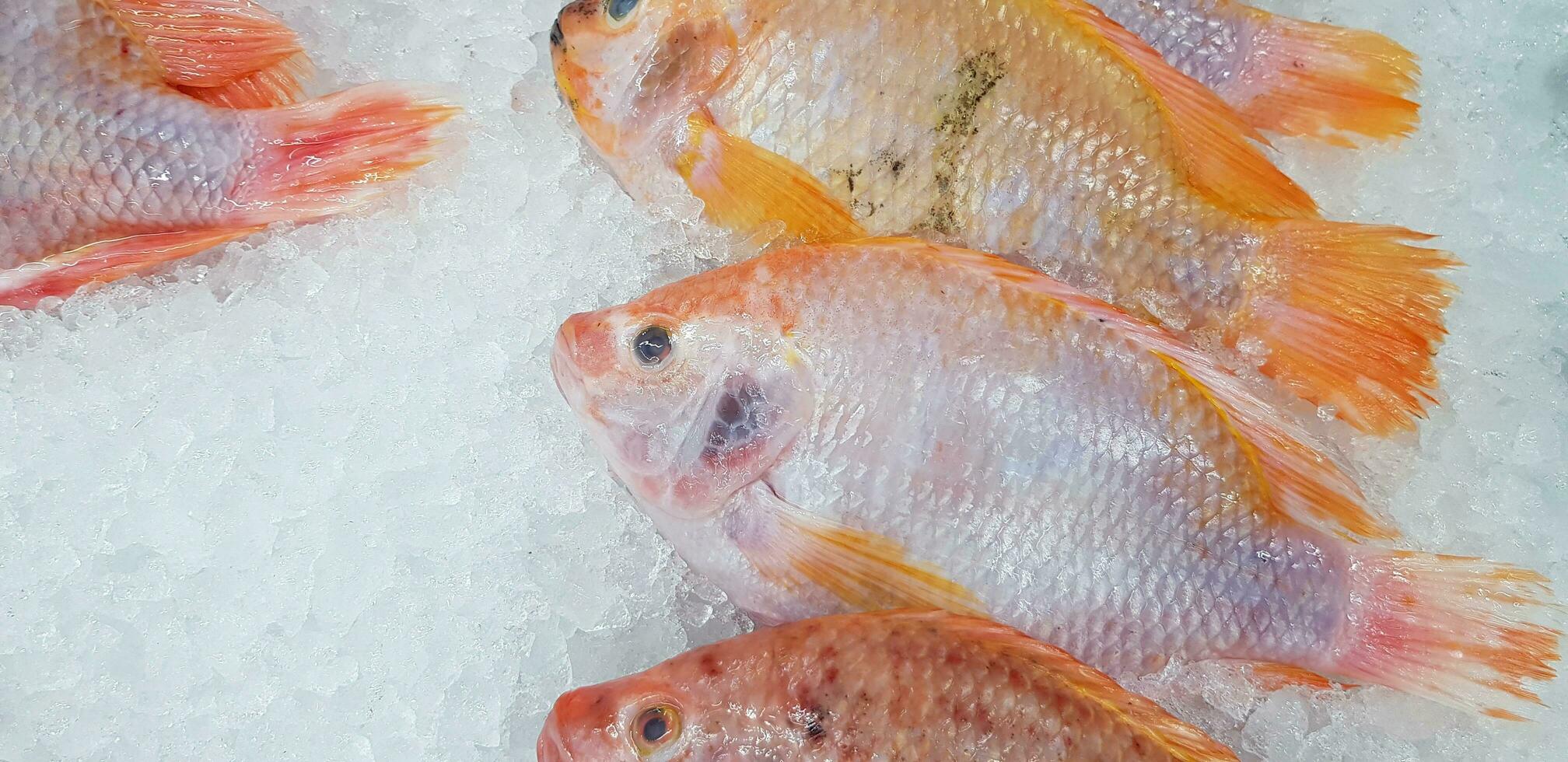 molti fresco Tilapia azienda agricola pesce mettendo e congelare su ghiaccio per vendita a pesce mercato o supermercato. animale per cibo, ingrediente e cucinando concetto foto