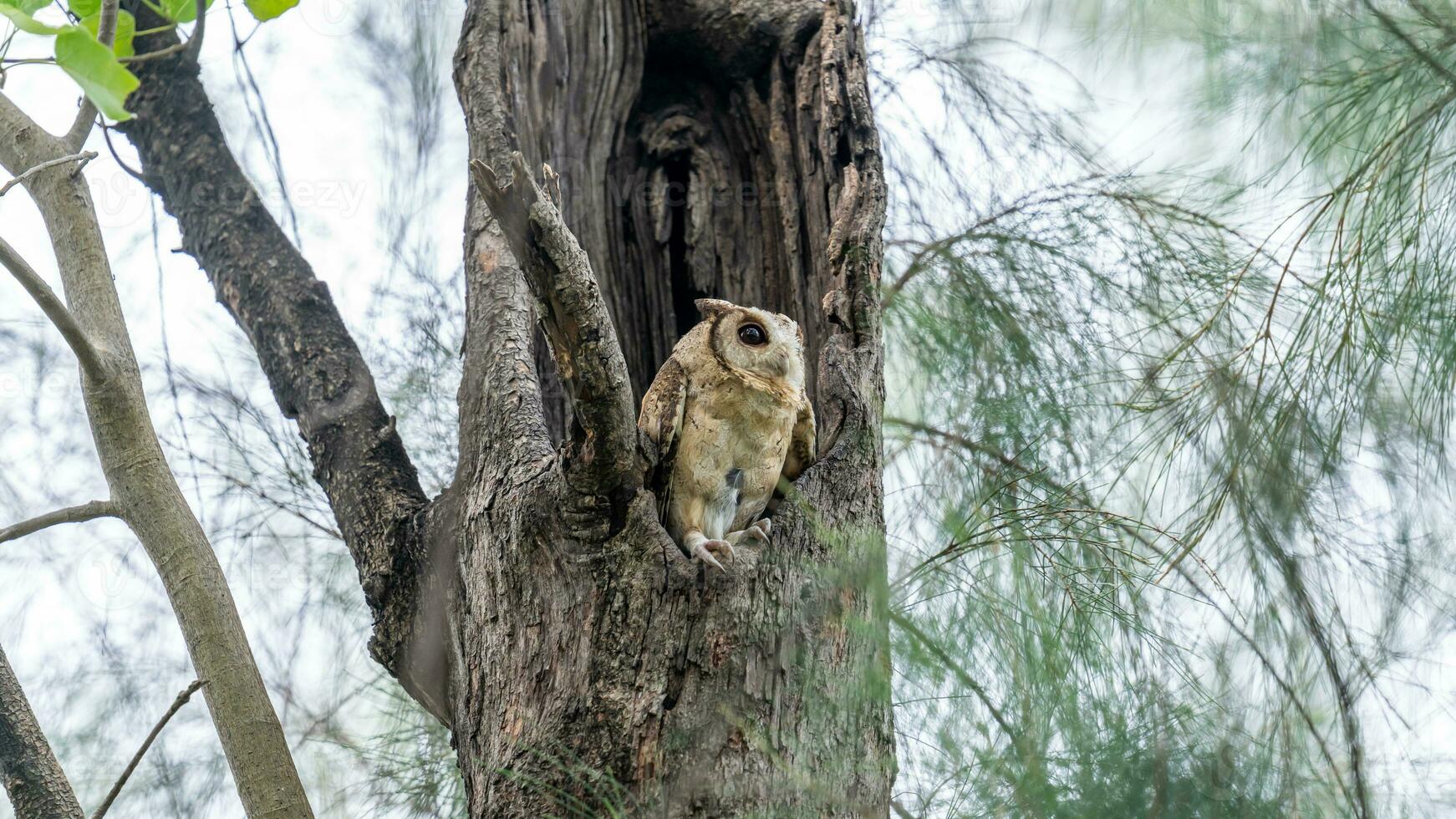 colletto scops gufo nel albero cavo foto