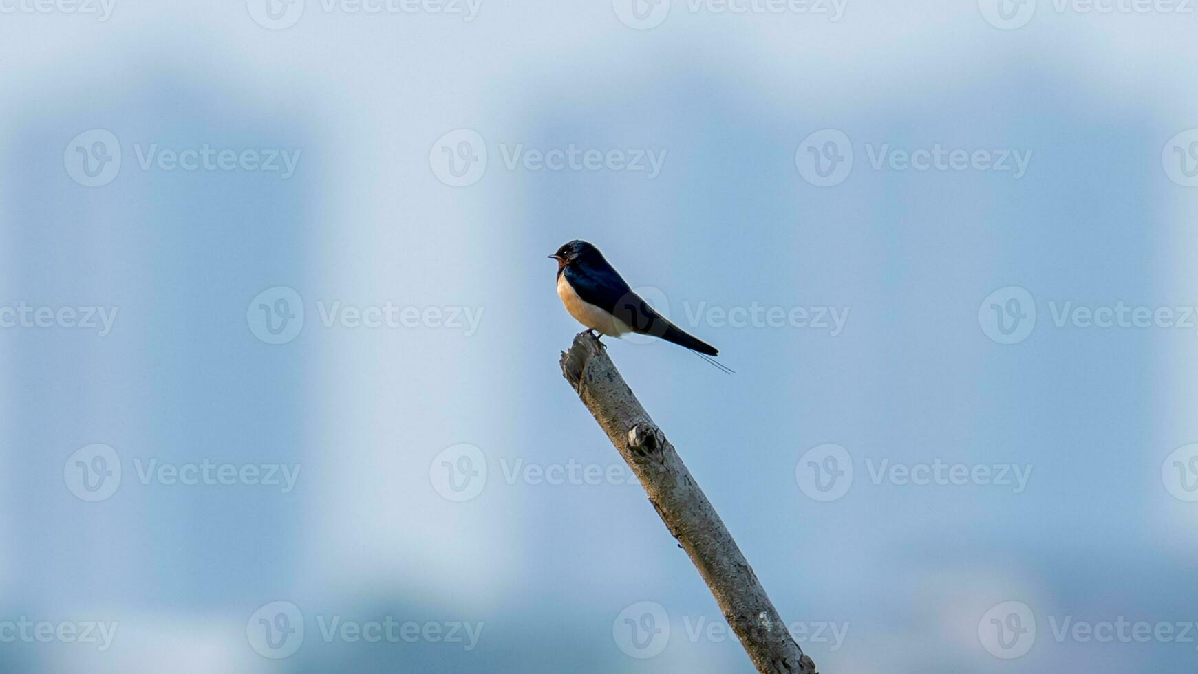 fienile ingoiare in piedi su un' log foto