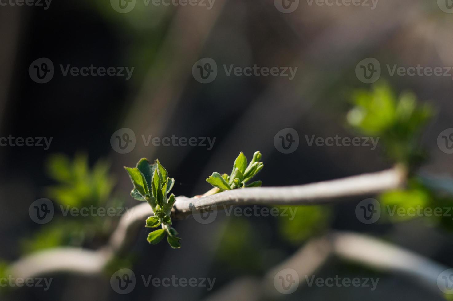 prime foglie verdi sul ramo di albero foto