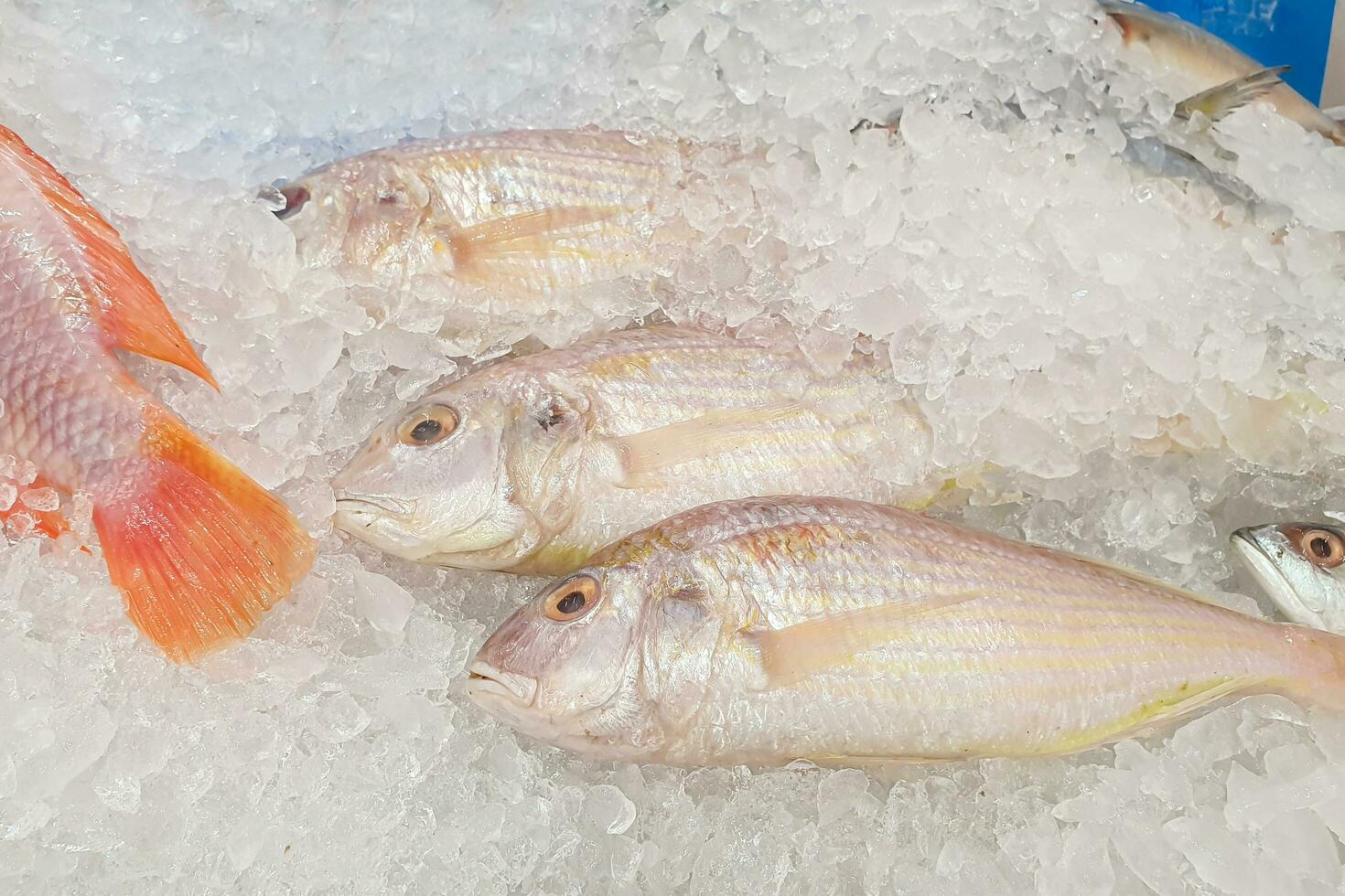 fresco pesce nel ghiaccio vassoio il supermercato foto