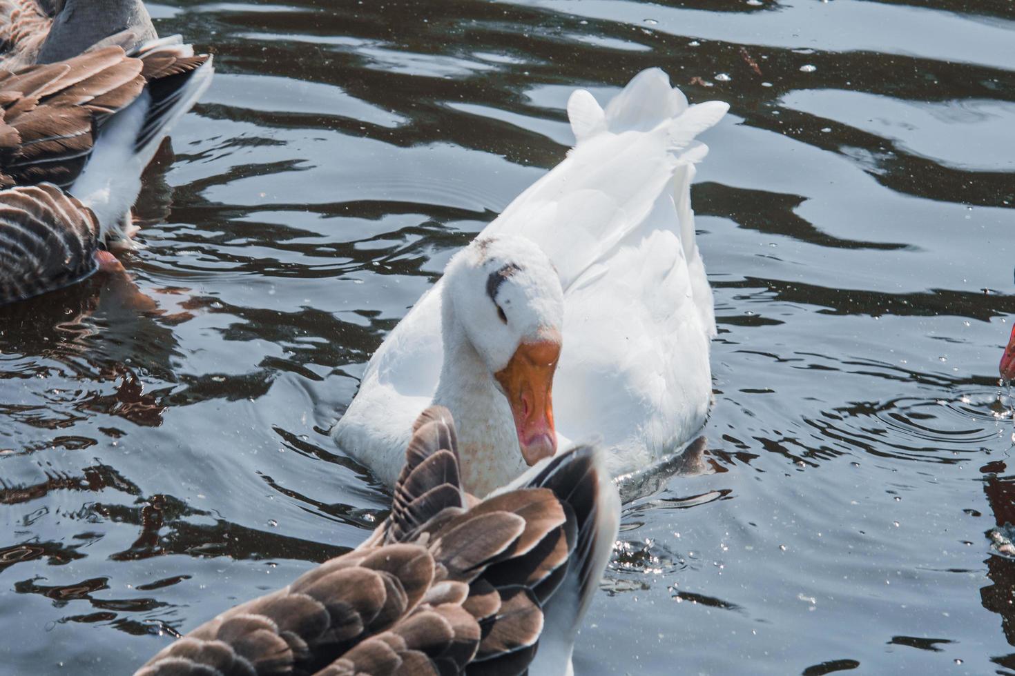 stormo di oche selvatiche che mangiano nel fiume foto