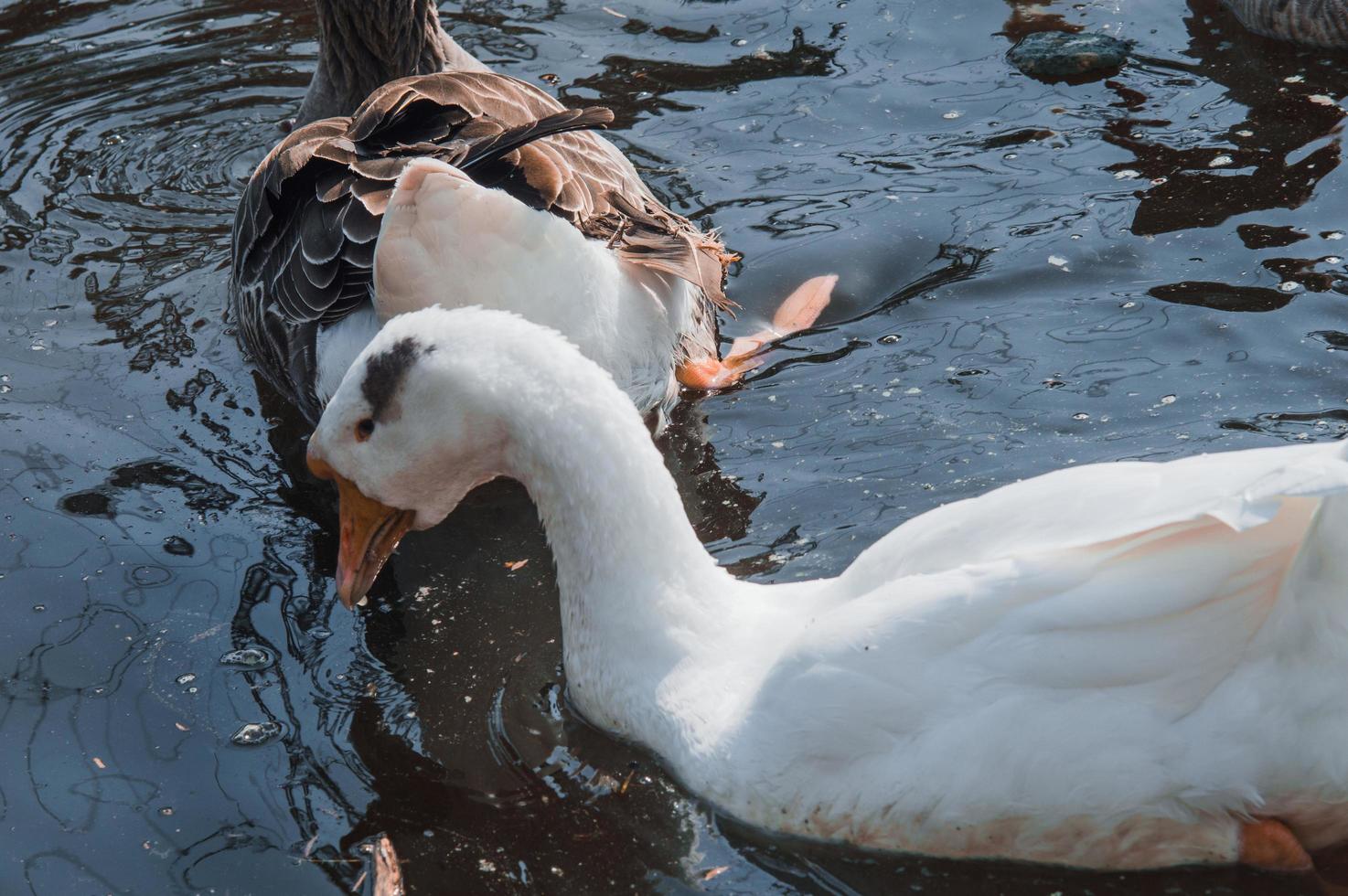 stormo di oche selvatiche che mangiano nel fiume foto