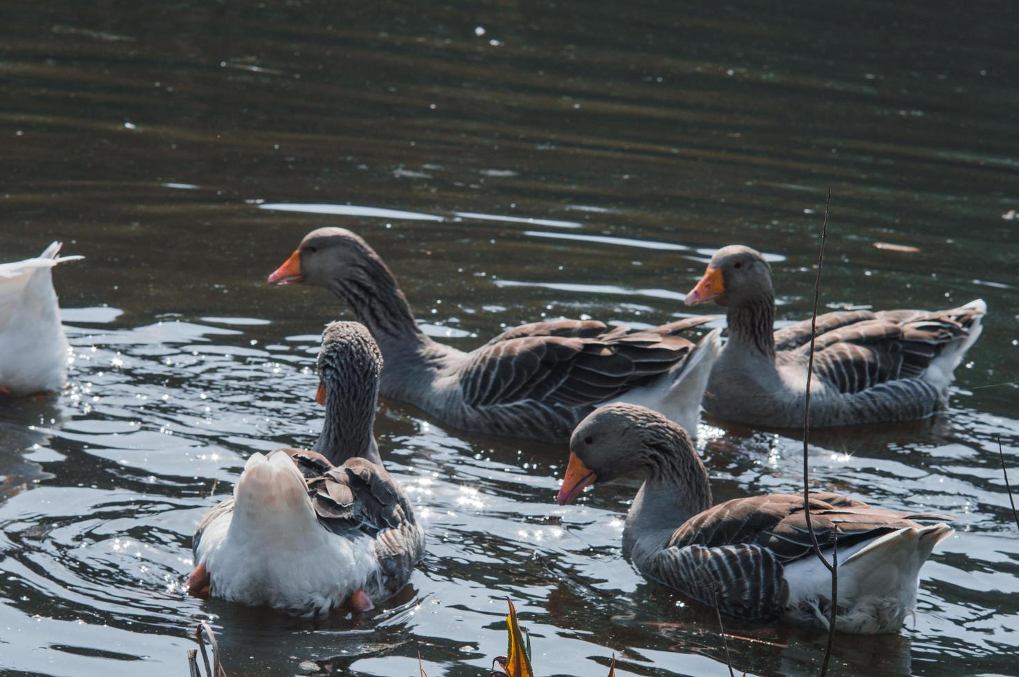 stormo di oche selvatiche che mangiano nel fiume foto