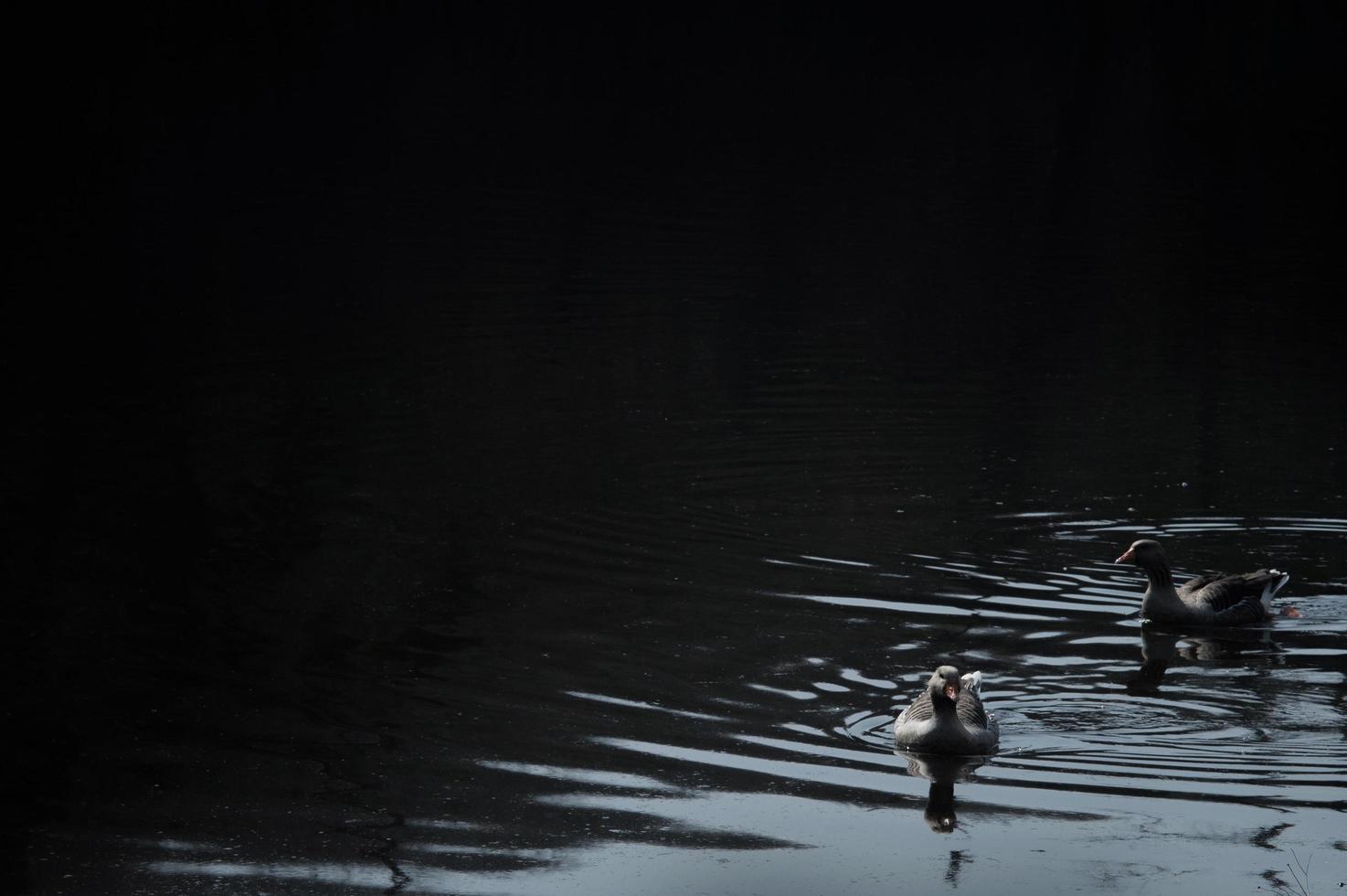 stormo di oche selvatiche che mangiano nel fiume foto