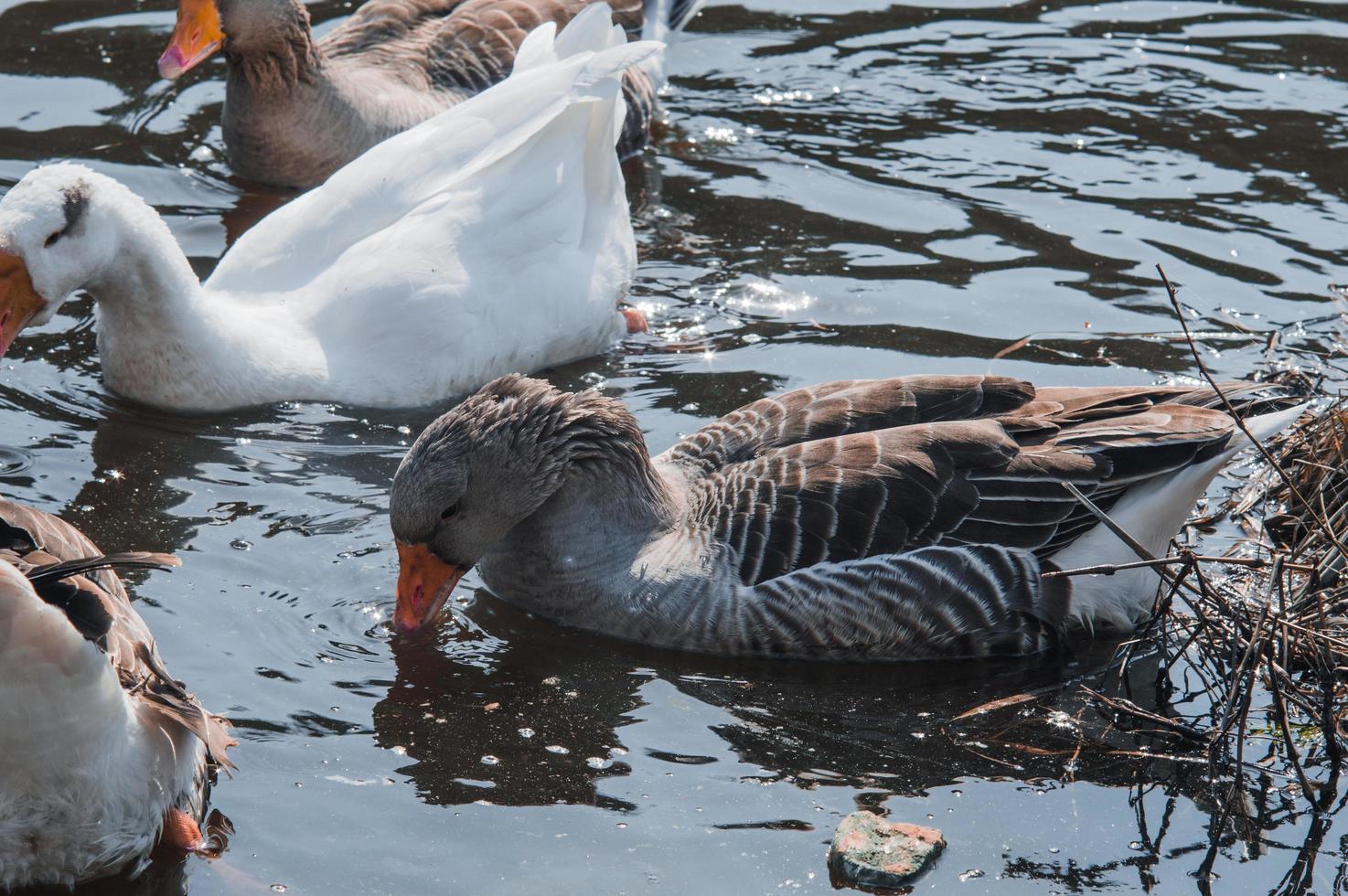 stormo di oche selvatiche che mangiano nel fiume foto