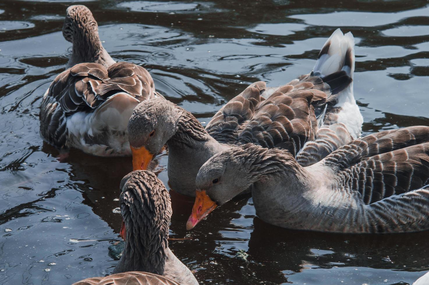 stormo di oche selvatiche che mangiano nel fiume foto