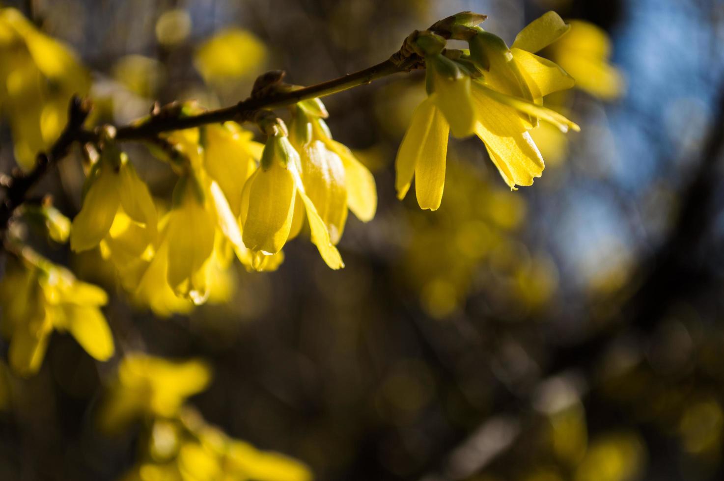 primi fiori gialli del primo piano di forsizia foto