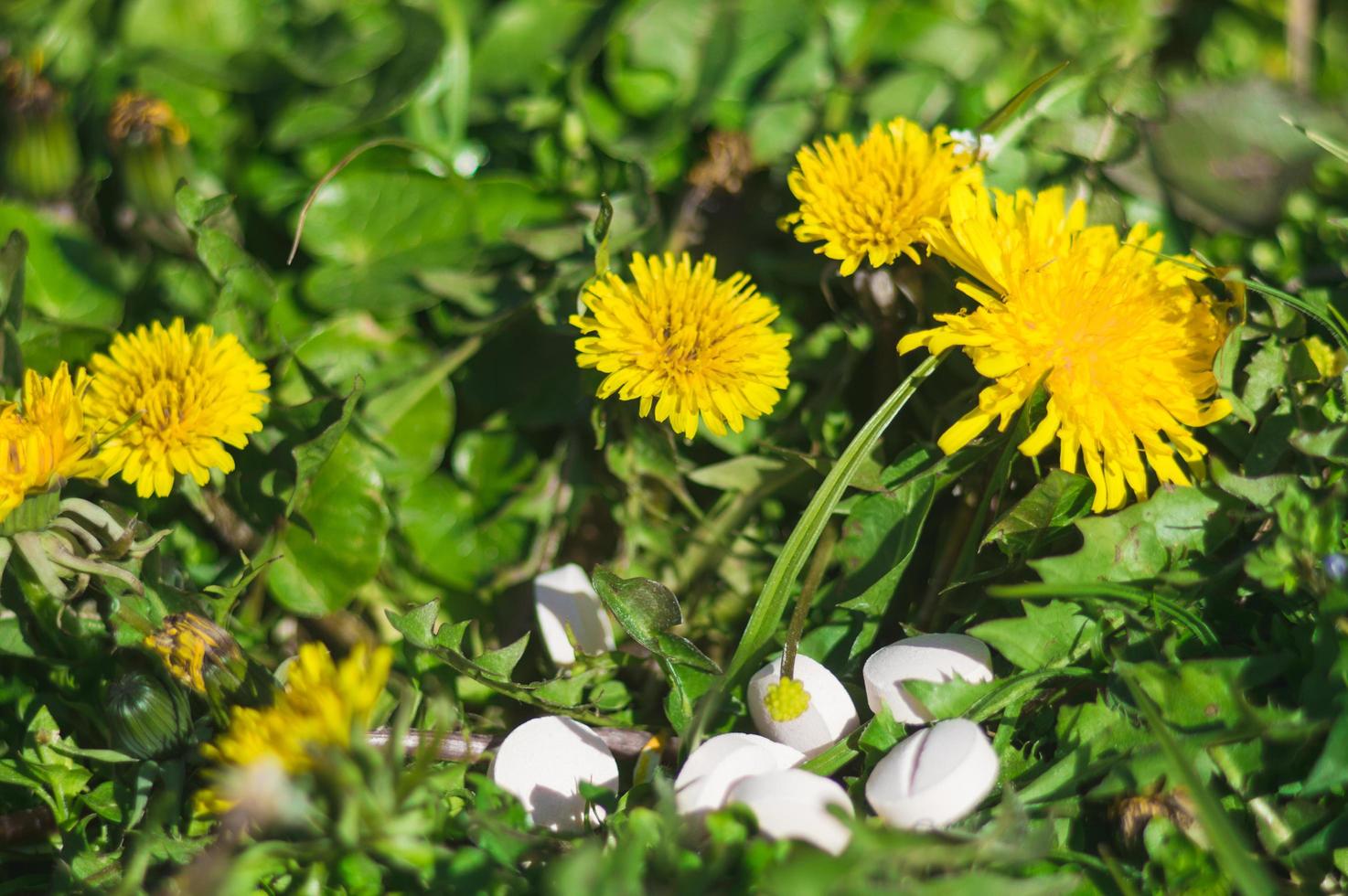 pillole bianche nell'erba con fiori foto