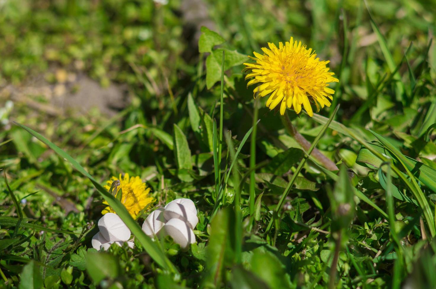 pillole bianche nell'erba con fiori foto