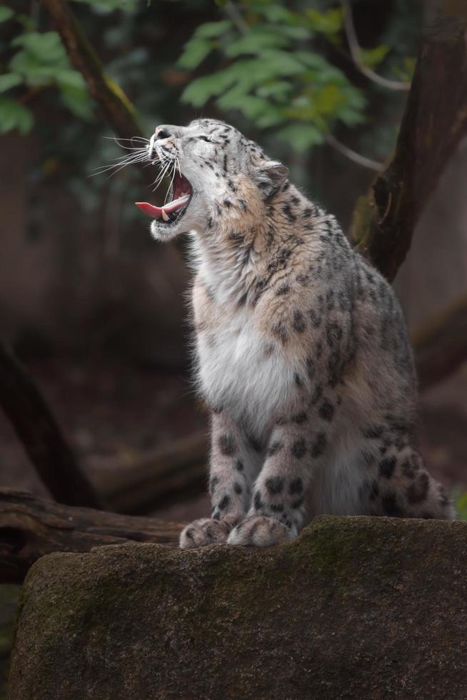 irbis leopardo delle nevi foto