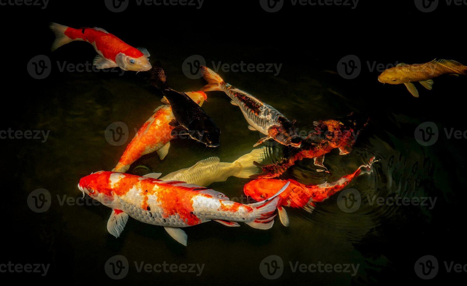 Giappone koi pesce o fantasia carpa nuoto nel un' nero stagno pesce stagno. popolare animali domestici per rilassamento e feng shui significato. popolare animali domestici tra le persone. asiatici amore per aumentare esso per bene fortuna o zen. foto