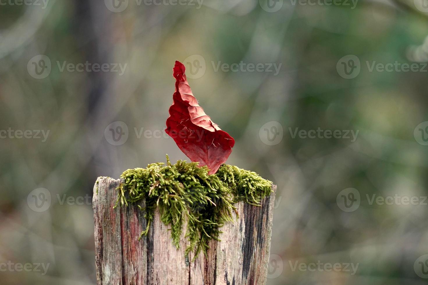 foglia marrone nella stagione autunnale foto