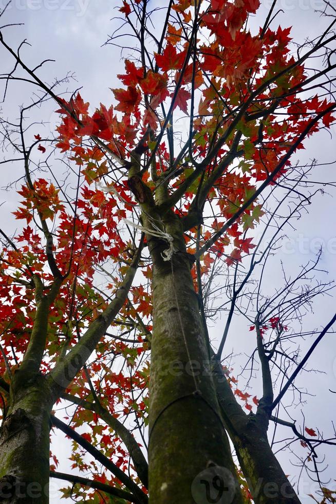 alberi con foglie rosse nella stagione autunnale foto