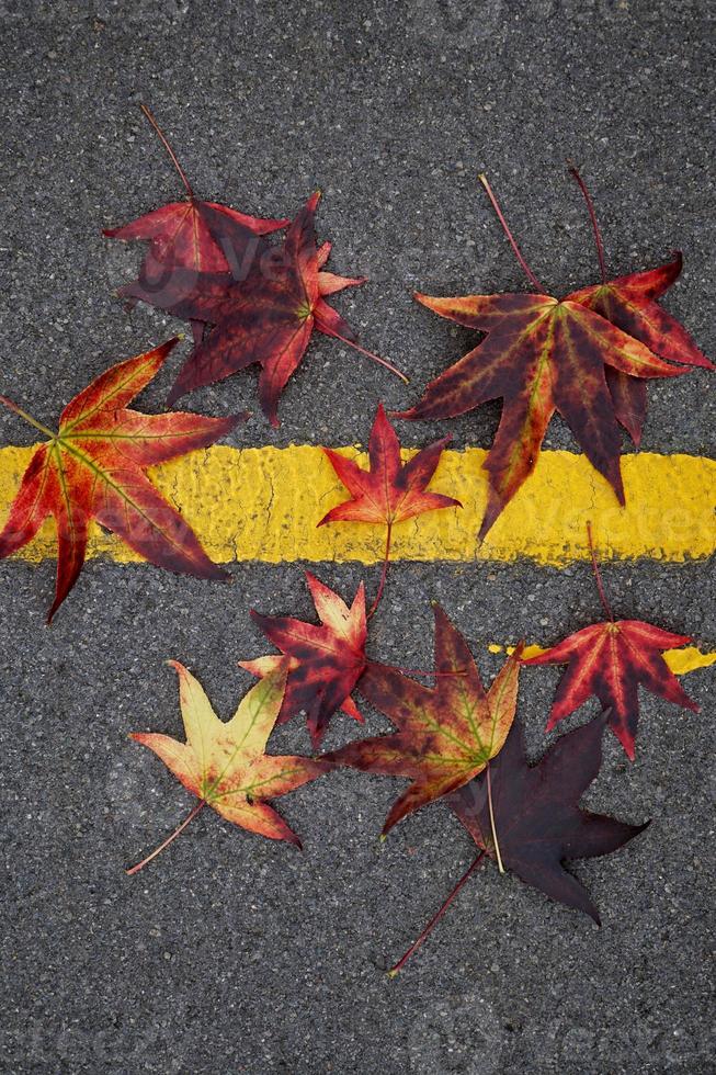 foglie di acero rosso nella stagione autunnale foto