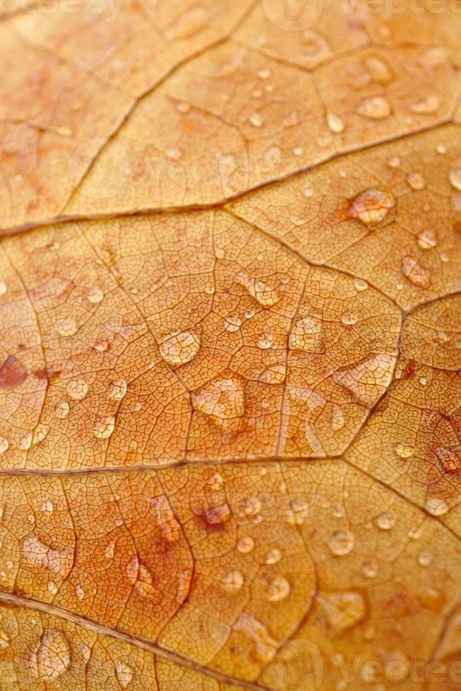 gocce sulla foglia marrone nei giorni di pioggia foto
