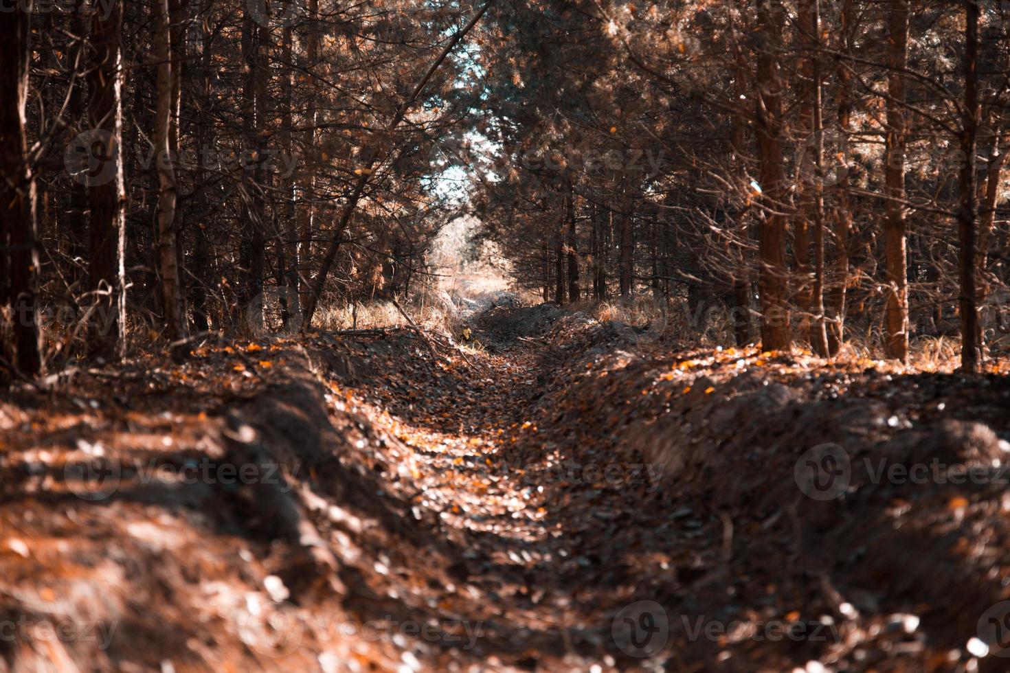 fosso ricoperto di vegetazione in una pineta in una giornata di sole foto