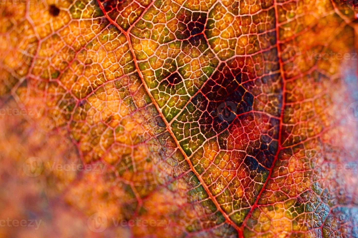 foglia gialla nella stagione autunnale sfondo giallo foto