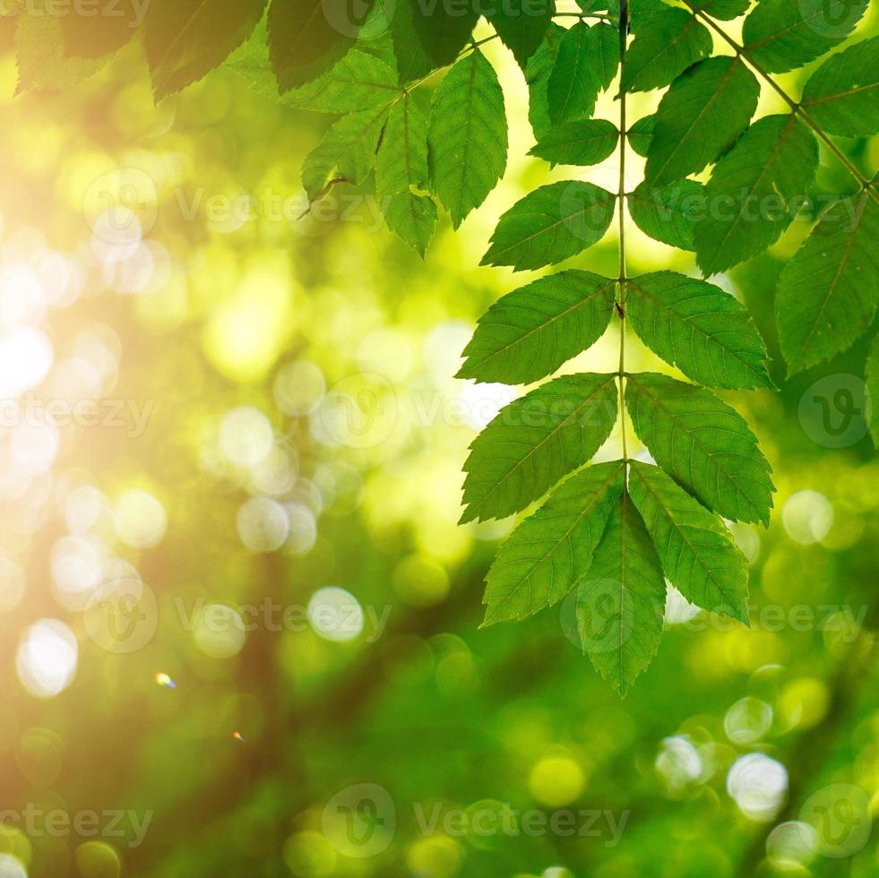 albero verde foglie nella stagione primaverile sfondo verde foto