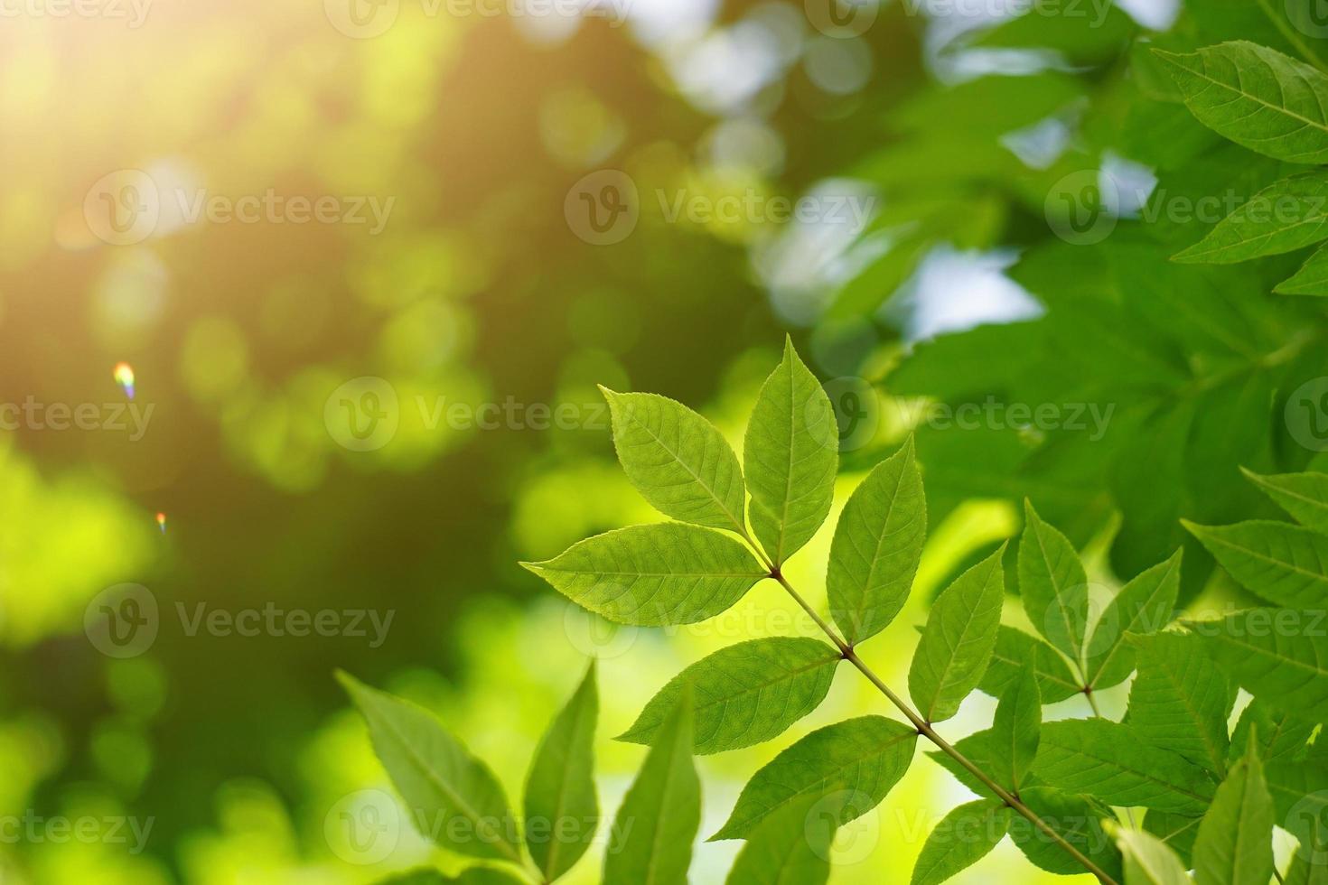 albero verde foglie nella stagione primaverile sfondo verde foto