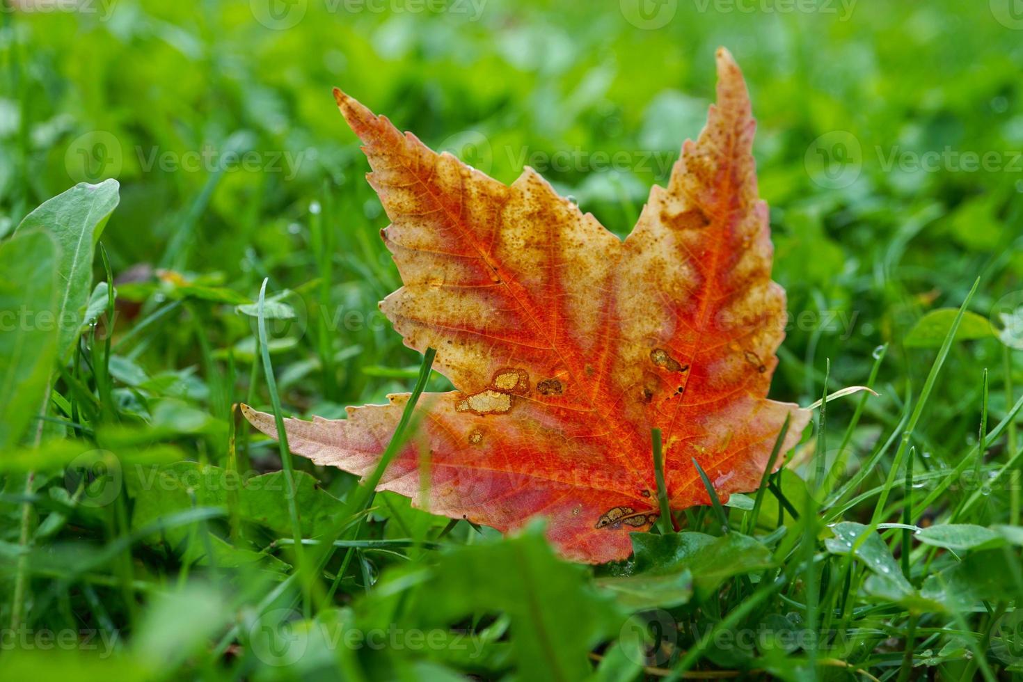 foglia d'acero rosso nella stagione autunnale foto